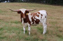 TK DOTTIES STAR