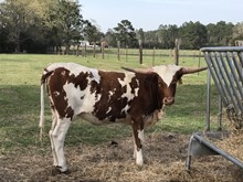 TK DOTTIES STAR