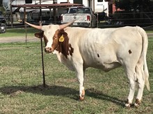 TK HELMS DIXIE