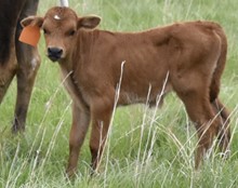 SILVER LEIGHMAN X SILVER NICKEL bull