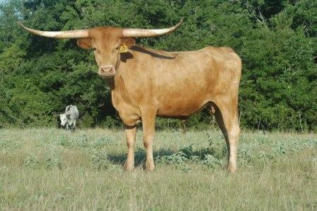 Double T Longhorns